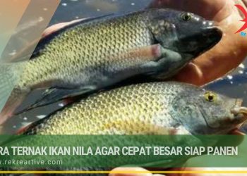 Cara Ternak Ikan Nila Agar Cepat Besar Siap Panen
