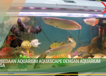 Perbedaan Aquarium Aquascape Dengan Aquarium Biasa