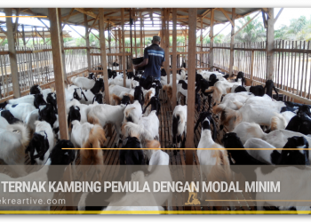 Cara Ternak Kambing Pemula Dengan Modal Minim