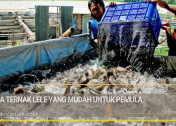 5 Cara Ternak Lele yang Mudah Untuk Pemula