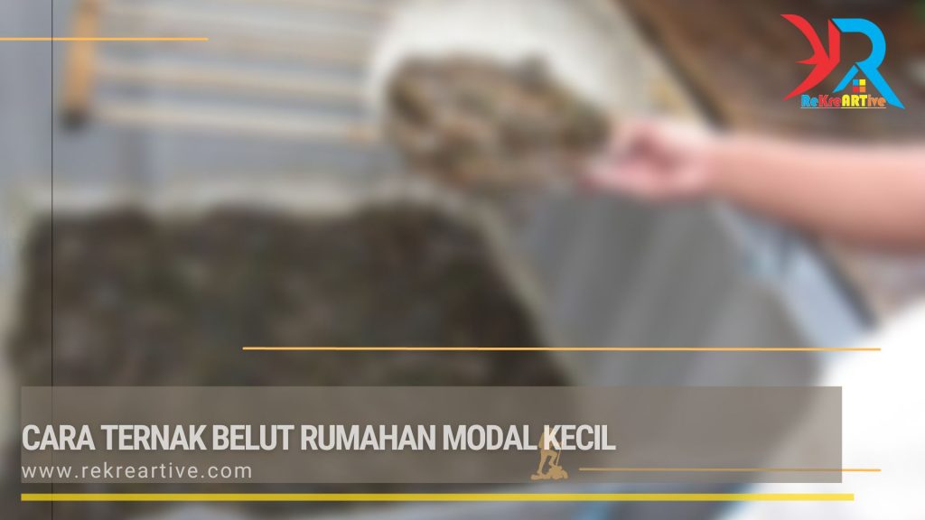 Cara Ternak Belut Rumahan Modal Kecil