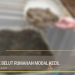 Cara Ternak Belut Rumahan Modal Kecil