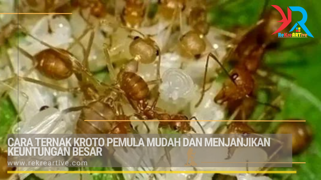 Cara Ternak Kroto Pemula Mudah dan Menjanjikan Keuntungan Besar - rekreartive