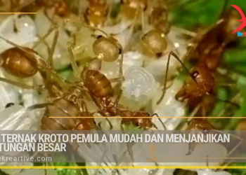 Cara Ternak Kroto Pemula Mudah dan Menjanjikan Keuntungan Besar