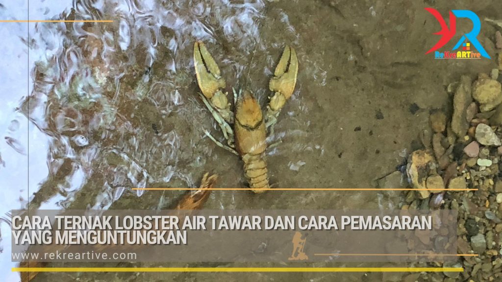 Cara Ternak Lobster Air Tawar dan Cara Pemasaran Yang Menguntungkan