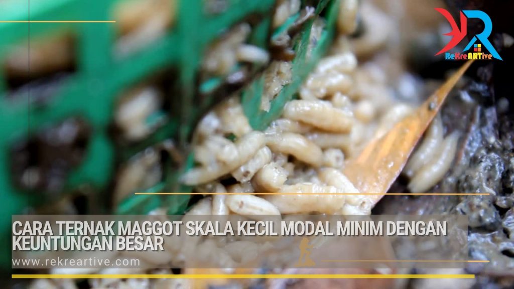 Cara Ternak Maggot Skala Kecil Modal Minim dengan Keuntungan Besar