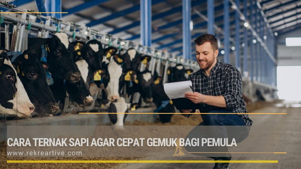 Cara Ternak Sapi Agar Cepat Gemuk Bagi Pemula