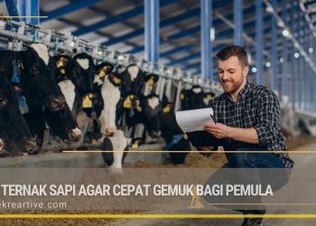 Cara Ternak Sapi Agar Cepat Gemuk Bagi Pemula
