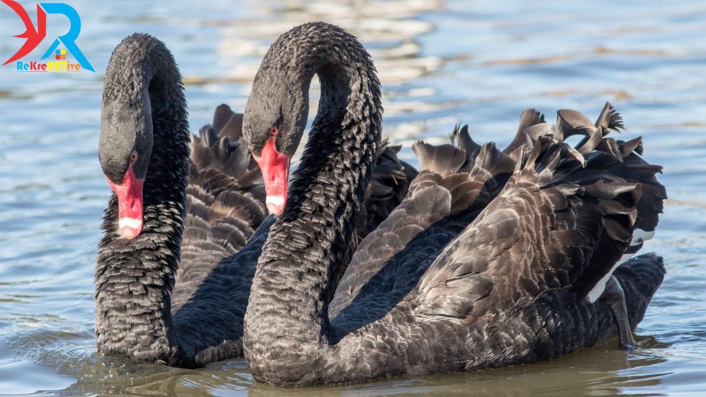 Ternak angsa hitam (black swan)