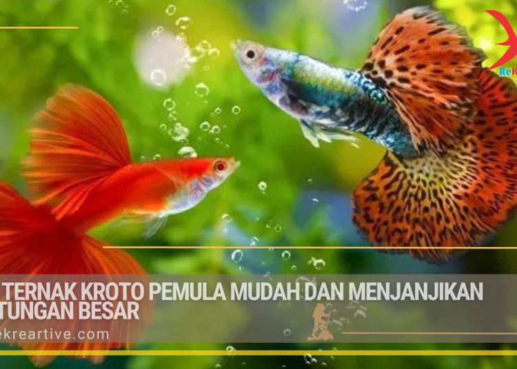 Budidaya Archives Rekreartive Budidaya Archives Rekreartive