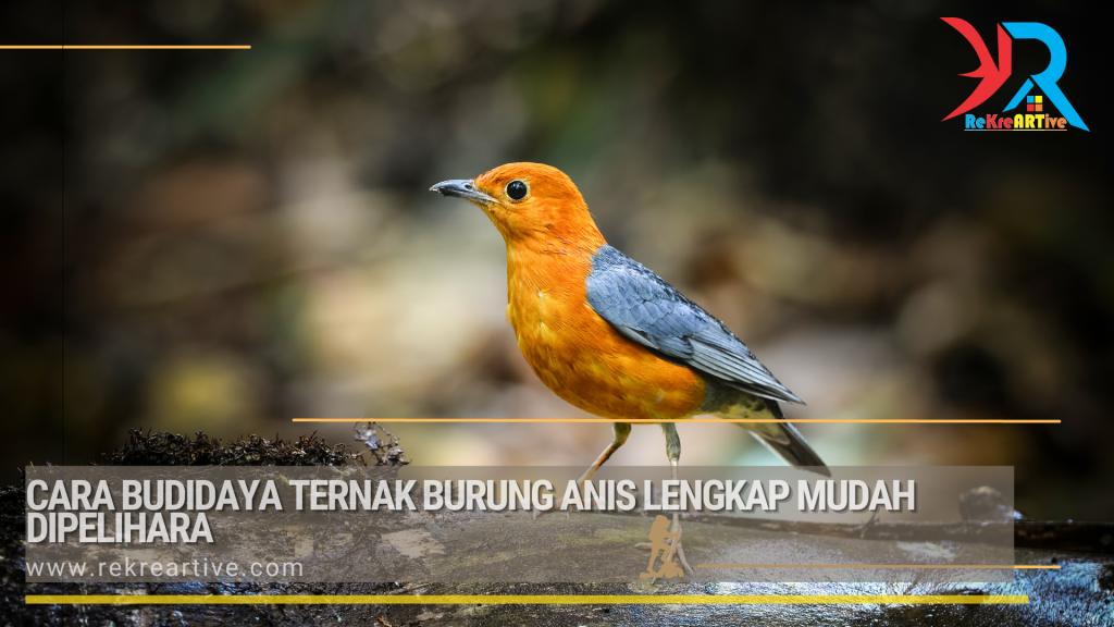 Cara Budidaya Ternak Burung Anis Lengkap Mudah Dipelihara