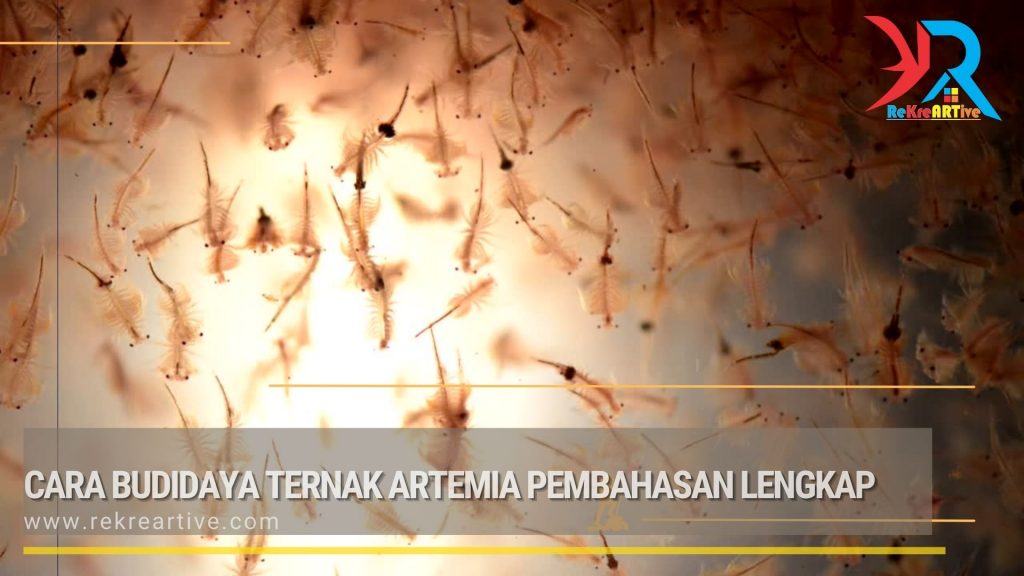 Cara Budidaya Ternak Artemia Pembahasan Lengkap
