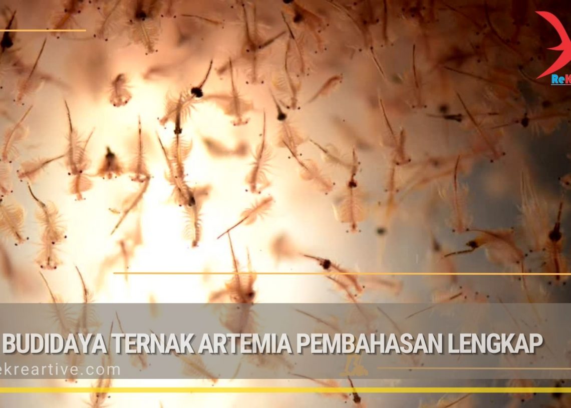 Budidaya Archives Rekreartive Budidaya Archives Rekreartive