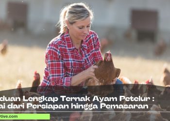 Panduan Lengkap Ternak Ayam Petelur : Mulai dari Persiapan hingga Pemasaran