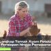 Panduan Lengkap Ternak Ayam Petelur : Mulai dari Persiapan hingga Pemasaran