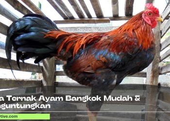 Cara Ternak Ayam Bangkok Mudah & Menguntungkan