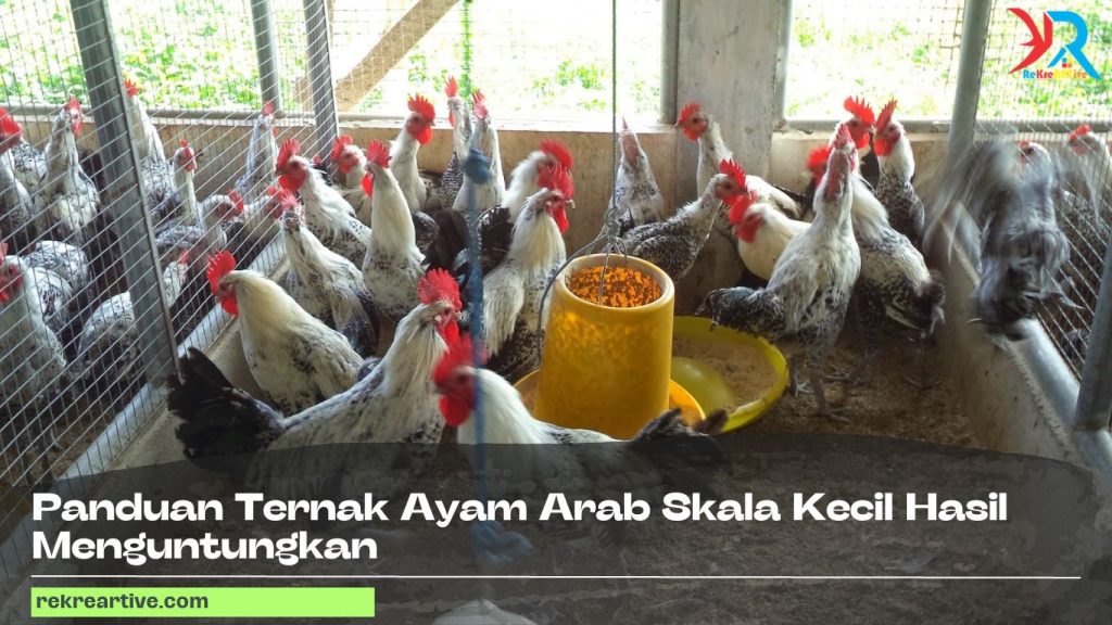 Panduan Ternak Ayam Arab Skala Kecil Hasil Menguntungkan