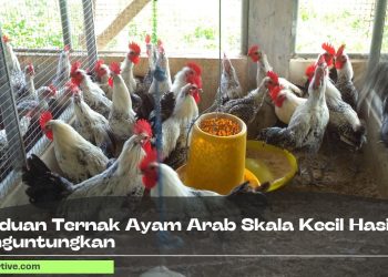Panduan Ternak Ayam Arab Skala Kecil Hasil Menguntungkan