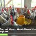 Panduan Ternak Ayam Arab Skala Kecil Hasil Menguntungkan