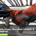 Cara Ternak Ayam Bangkok Mudah & Menguntungkan