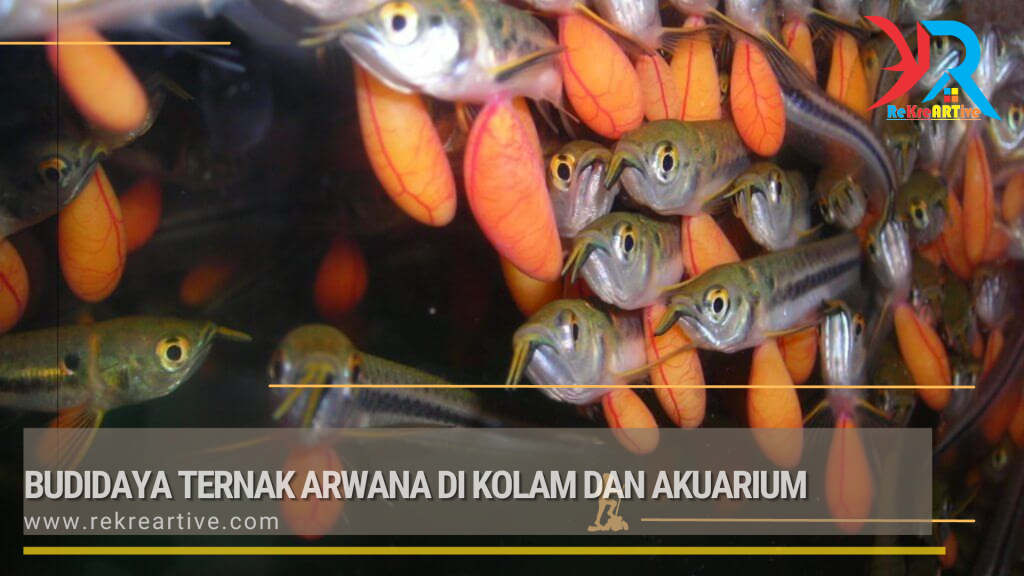 Budidaya Ternak Arwana di Kolam dan Akuarium