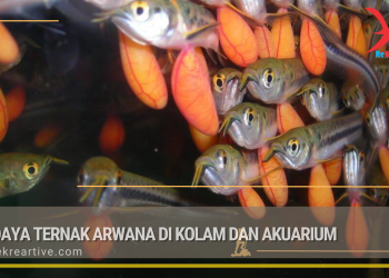 Budidaya Ternak Arwana di Kolam dan Akuarium