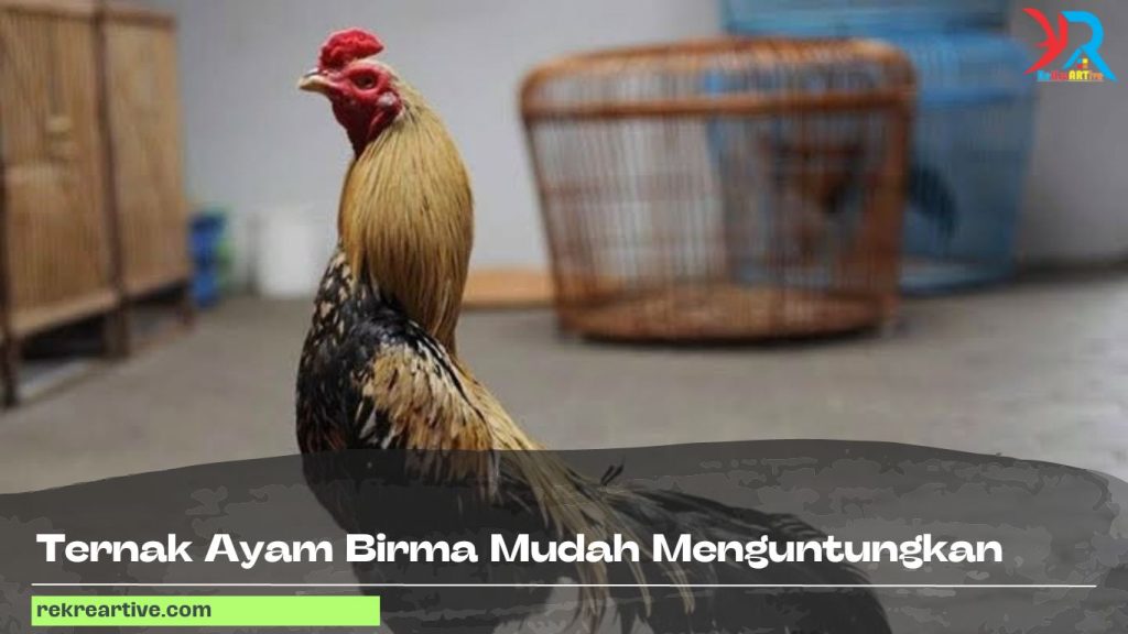 Teknik Dan Cara Budidaya Ayam Birma Yang Benar LeYI9pf0csLBJM