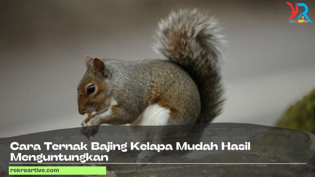 Cara Ternak Bajing Kelapa Mudah Hasil Menguntungkan