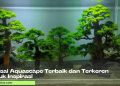 bonsai aquascape terbaik