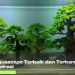 bonsai aquascape terbaik