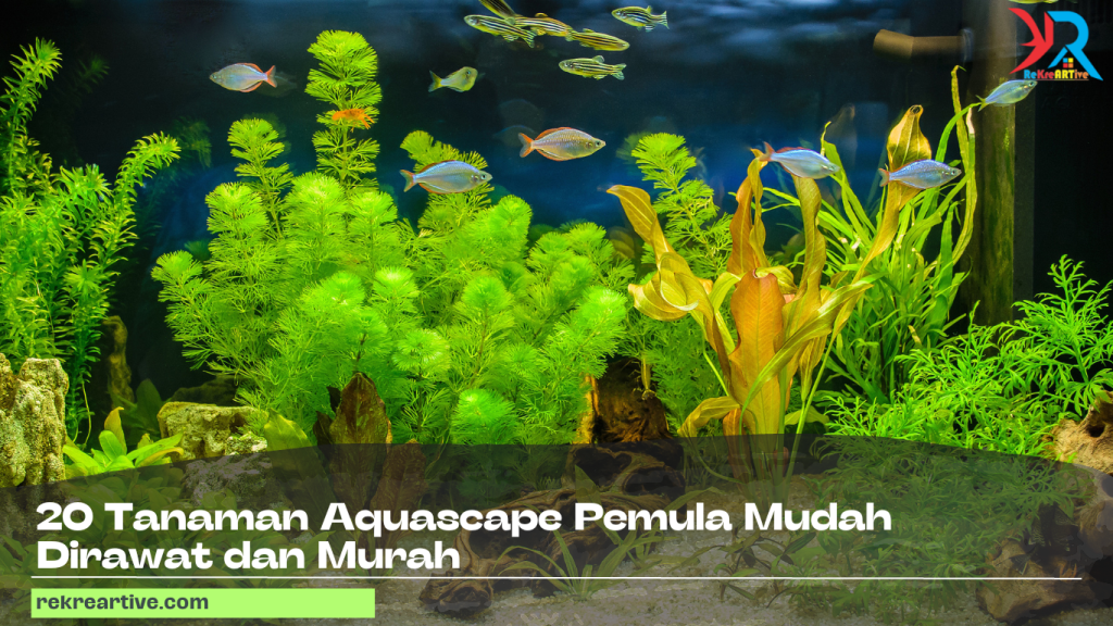 20 Tanaman Aquascape Pemula Mudah Dirawat dan Murah