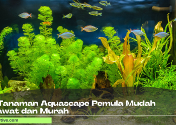 20 Tanaman Aquascape Pemula Mudah Dirawat dan Murah