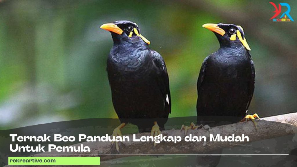Ternak Beo Panduan Lengkap dan Mudah Untuk Pemula