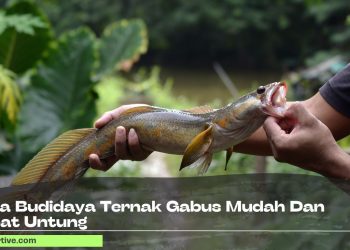 Cara Budidaya Ternak Gabus Mudah Dan Cepat Untung