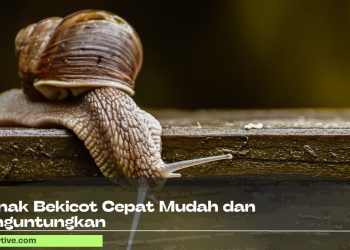 Ternak Bekicot Cepat Mudah dan Menguntungkan