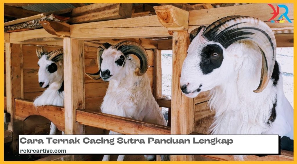 anduan Ternak Domba untuk Pemula: Tips dan Trik untuk Sukses dalam Bisnis Peternakan