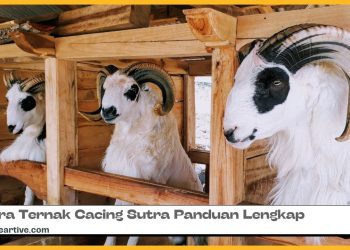 anduan Ternak Domba untuk Pemula: Tips dan Trik untuk Sukses dalam Bisnis Peternakan