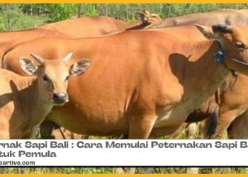 Ternak Sapi Bali : Cara Memulai Peternakan Sapi Bali untuk Pemula
