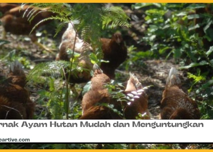 Panduan Ternak Bebek Lengkap Untuk Pemula Rekreartive Panduan Ternak Bebek Lengkap Untuk Pemula Rekreartive