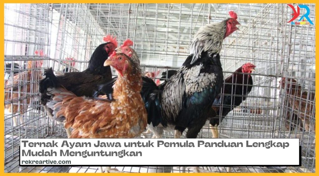 Ternak Ayam Jawa untuk Pemula Panduan Lengkap Mudah Menguntungkan