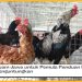 Ternak Ayam Jawa untuk Pemula Panduan Lengkap Mudah Menguntungkan