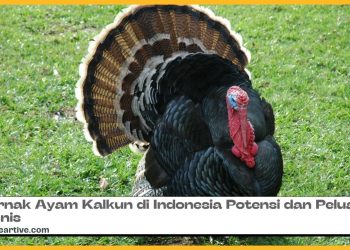 Ternak Ayam Kalkun di Indonesia Potensi dan Peluang Bisnis
