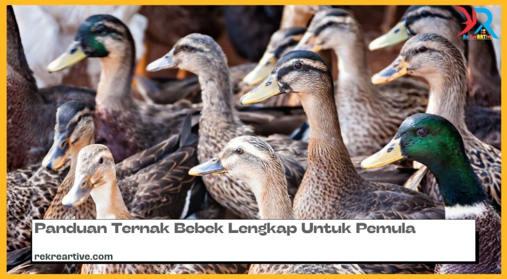 Panduan Ternak Bebek Lengkap Untuk Pemula
