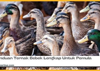 Panduan Ternak Bebek Lengkap Untuk Pemula