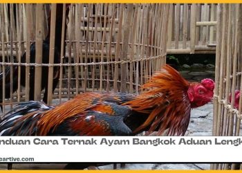 Panduan Cara Ternak Ayam Bangkok Aduan Lengkap