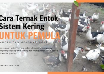 Cara Ternak Entok Sistem Kering