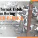 Cara Ternak Entok Sistem Kering