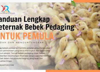 Ternak Bebek Pedaging Panduan Lengkap Untuk Pemula 100 ekor