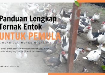 Cara Ternak Entok Untuk Pemula Mudah dan Untung Besar