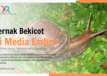 Ternak Bekicot di Ember